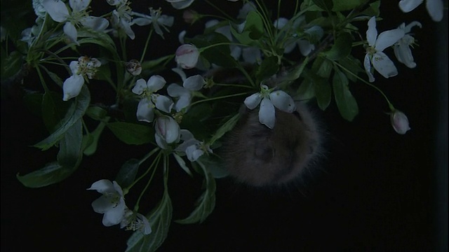 放大镜头，长野一菅武山，睡鼠正在吃花视频素材