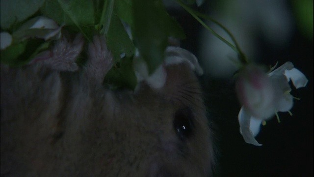 睡鼠在树上吃花，日本长野视频素材