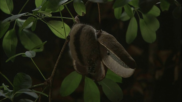 长野县八菅山，睡鼠正在摄食木通果实视频素材