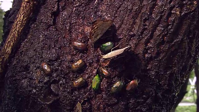 昆虫采集树液视频下载