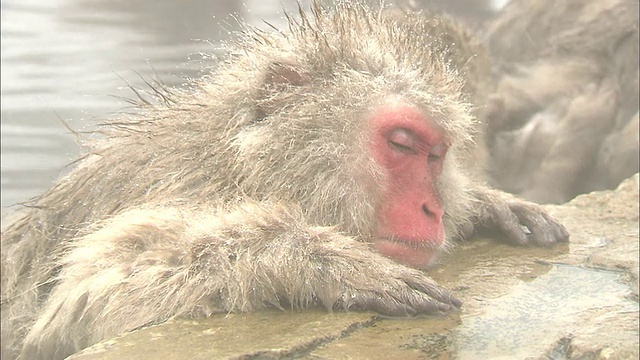 日本长野地狱谷猴子公园，一只雪猴在水池里睡觉。视频素材