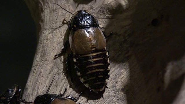 蟑螂或类似昆虫视频素材