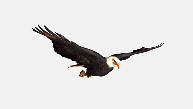 秃鹰，飞翔的鸟视频下载