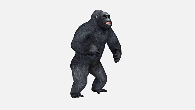 大猩猩，猿猴孤立在白色背景上视频下载