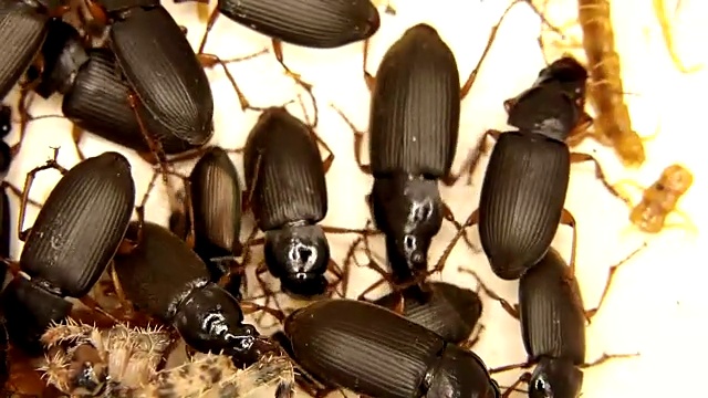 黑色、黄色和灰色的昆虫孤立地在白色上战斗视频下载