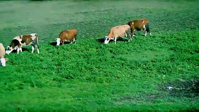通过放牧牲畜旅行。视频下载