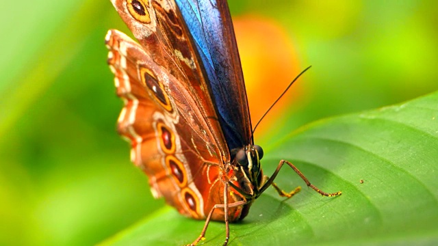 4K蝴蝶在树叶清洁眼睛，微距特写镜头视频下载