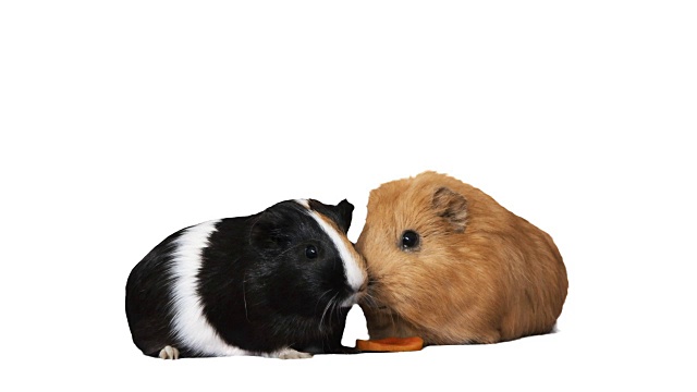 白色背景上的豚鼠正在吃胡萝卜视频素材