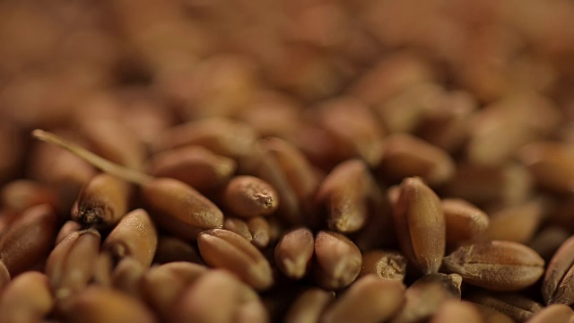 谷物滴落的极端特写，天然食品的视频下载