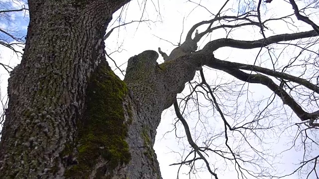 一棵孤独的被遗弃的树，在一个狂风呼啸的灰暗的日子视频下载