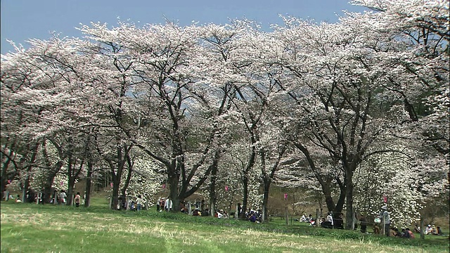 群马森本扎库拉(senbon Zakura, 1001棵樱桃树)视频素材