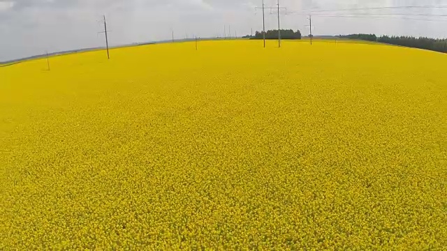 低低飞过盛开的油菜籽田视频素材