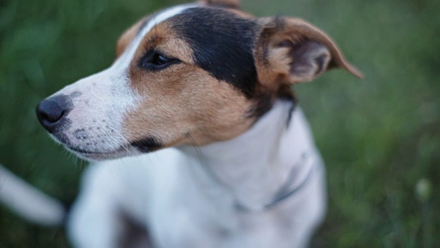杰克罗素梗的犬种嗅着空气中的东西视频下载