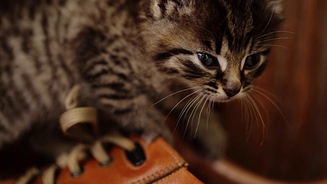 可爱的小猫与蓝色的眼睛玩棕色的鞋子。视频下载