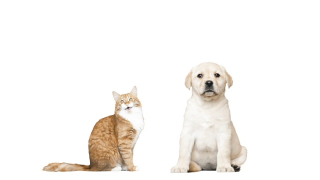 白色背景上的一只拉布拉多小狗和一只红猫视频下载