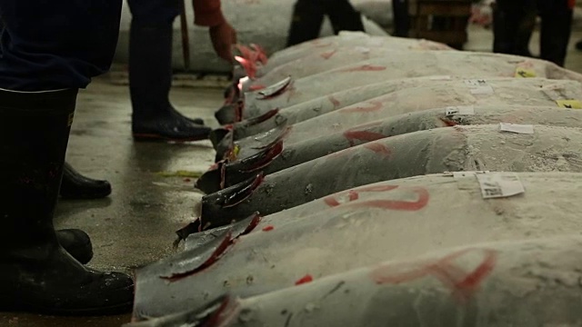 日本的金枪鱼拍卖。买家在上午的拍卖中检查金枪鱼视频素材