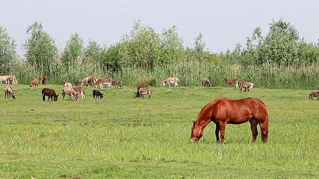 牧场上的棕色种马视频素材