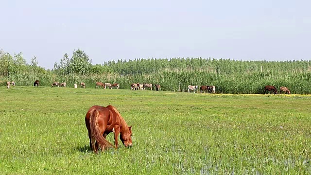 马在绿色的田野上吃草视频素材