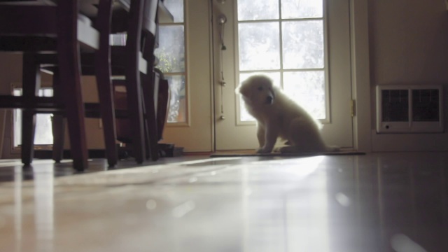 可爱的白毛小狗坐在门口等着视频下载