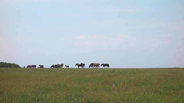 一群在田野里吃草的马视频下载