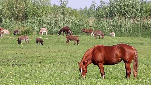 牧场上的马和驴视频素材