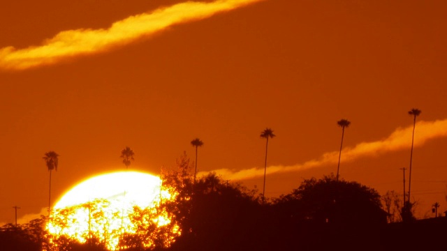 太阳在棕榈树后升起视频下载
