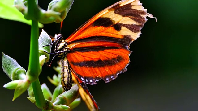 花上的大平原虎蝶，丛林里的大毒蛇视频下载