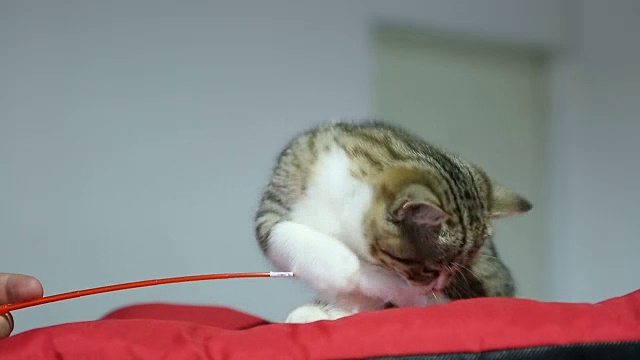 可爱的小猫视频，纯种小猫在动物展览上玩宠物玩具视频素材