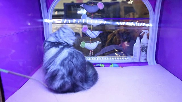 有趣的高地折猫玩宠物玩具，猫展览，昂贵的品种视频下载