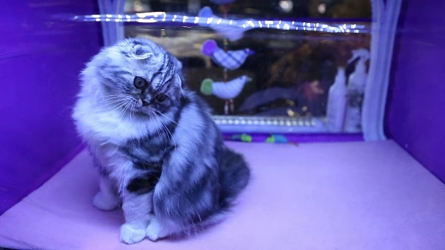长毛纯种高地折猫在猫咪展上玩宠物玩具视频素材
