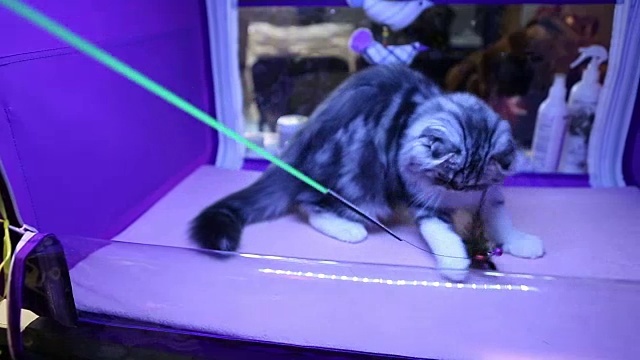爱玩的纯种猫在动物展览抓宠物玩具，爱动物视频素材