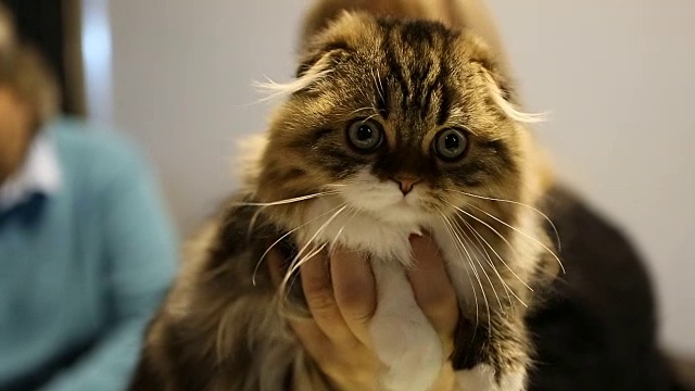 毛茸茸的扇耳高地折叠小猫坐在主人的手里，猫咪展览视频素材