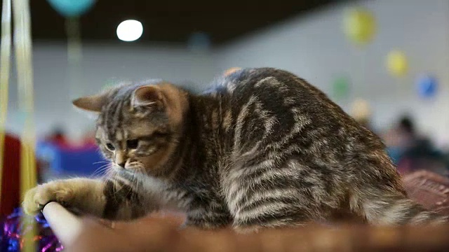可爱的毛绒绒的小猫在猫展上玩宠物玩具，喜爱动物视频素材
