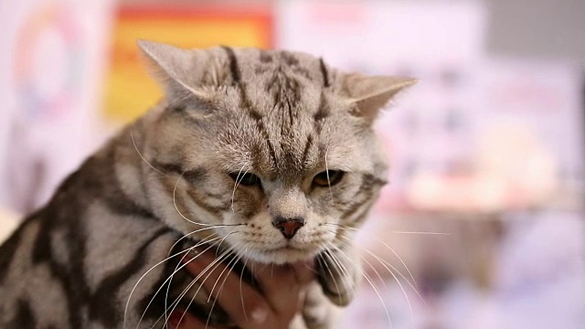 困倦的苏格兰折猫坐在主人的手在宠物展览视频素材