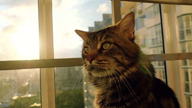 美丽的缅因猫坐在窗户上看日落视频下载