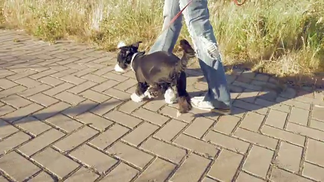 女孩和一只有趣的小狗在公园里散步视频下载