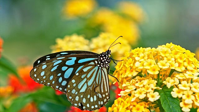 蝴蝶吃花的微距镜头视频下载