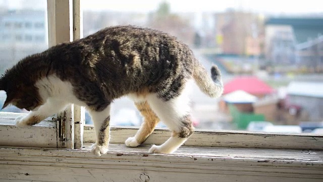 灰白相间的虎斑猫在阳台窗台上走视频下载