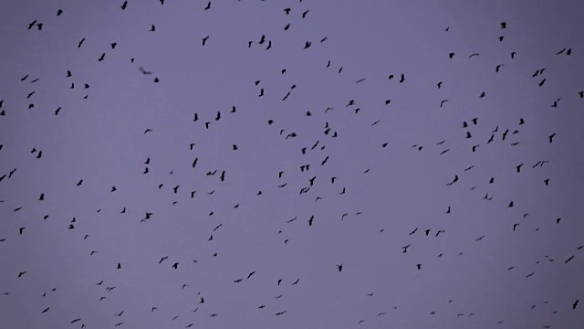 慢镜头:一大群黑鸟迎着夕阳的天空飞翔视频素材