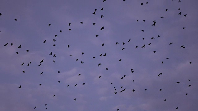 慢镜头:一大群黑鸟迎着晨曦的天空飞翔视频素材