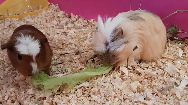 豚鼠吃莴苣视频素材