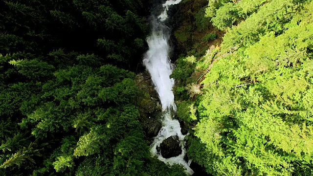 松树森林高处天然瀑布视频素材