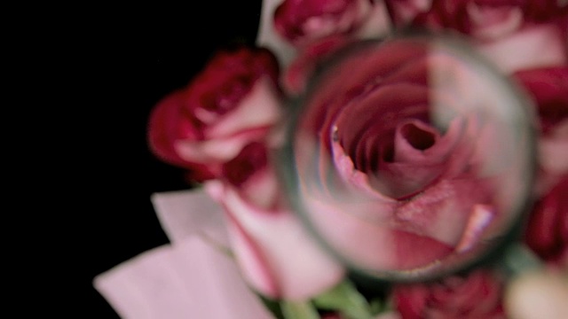 放大镜下的玫瑰花蕾，特写视频下载