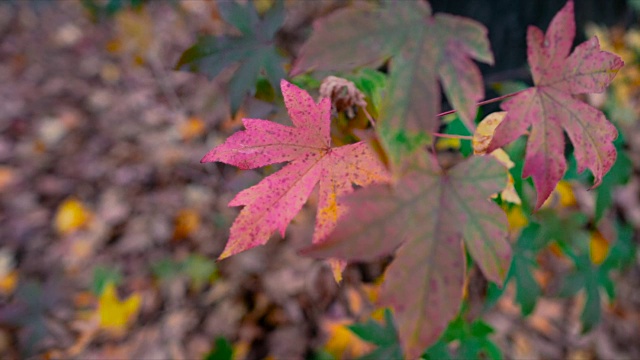 公园里秋天的红叶视频下载