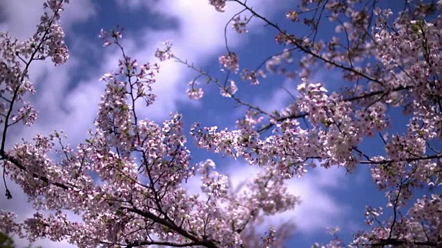 樱花在上野公园，东京，日本视频素材