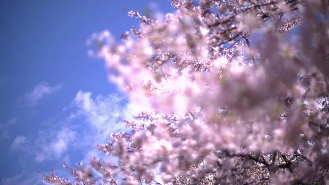 樱花在上野公园，东京，日本视频素材