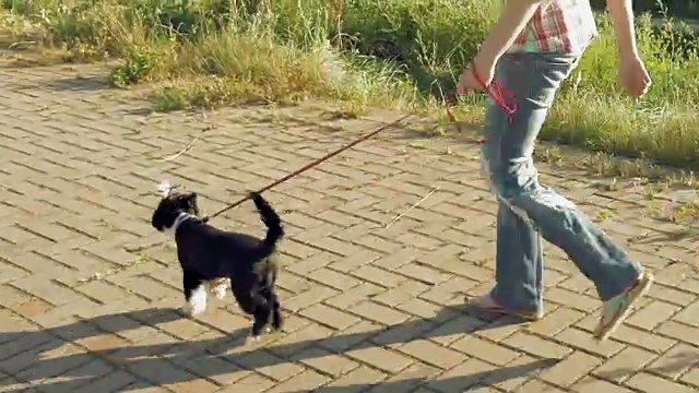 一个年轻女人带着一只有趣的小狗走在小路上视频素材