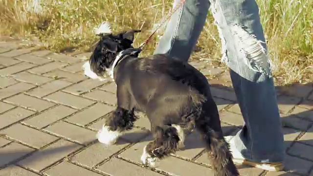 女孩和一只有趣的小狗在公园里散步视频素材