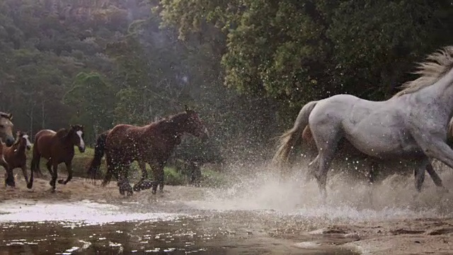 馬奔跑踩踏事件視頻素材