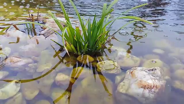 水中植物视频下载